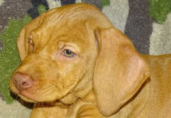 bracco ungherese aspetto bracco ungherese aspetto