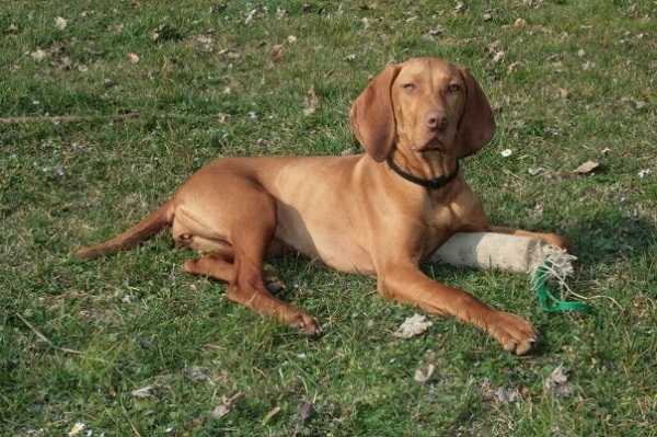 bracco ungherese aspetto bracco ungherese aspetto