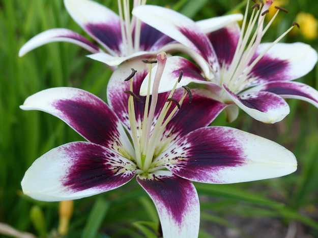 Portal Cool Crocus Zonatus (Kotschyanus) Bloembollen - Herfstbloeiende Winterharde Tuinbollen - 1 Tot 100 Stuks