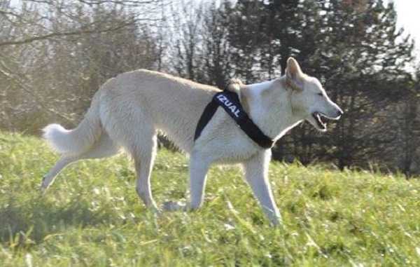 canaan dog aspetto generale