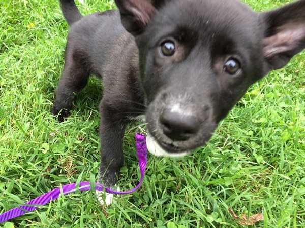 canaan dog carattere