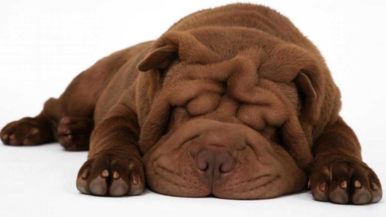 cane sharpei