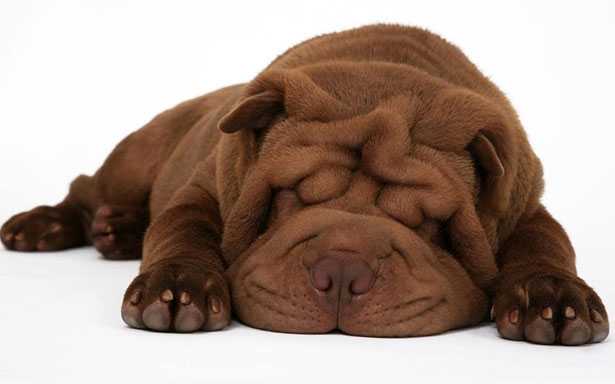 Cane SharPei