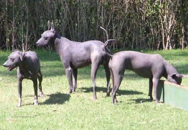 cani senza pelo messico