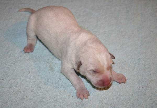 canaan dog allevamenti 