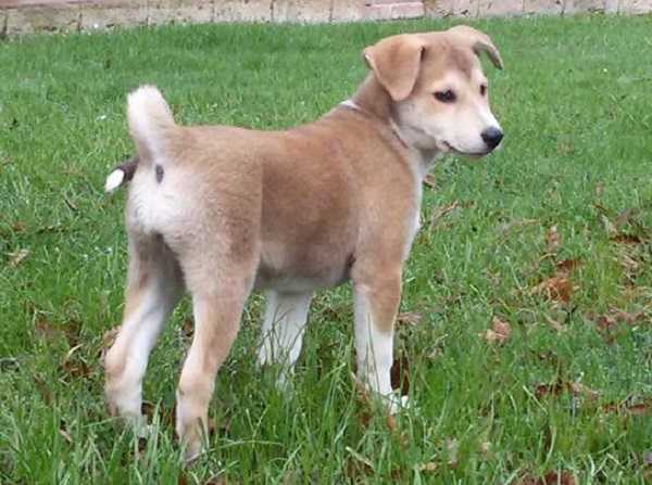 canaan dog origini