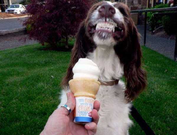 cibi naturale per cani