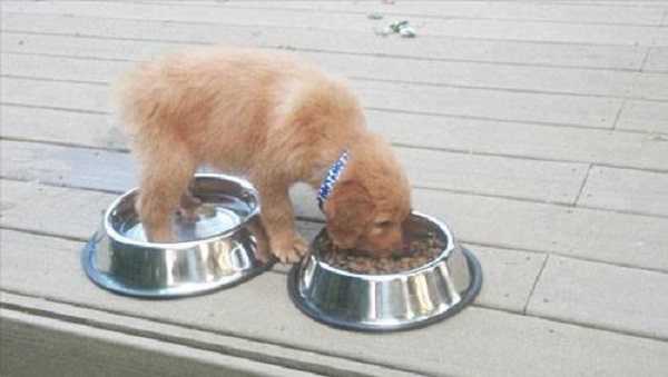 cibi naturali per cani alimentazione casalinga