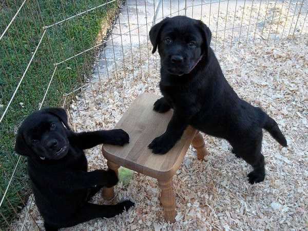 cibi naturali per cani alimentazione commerciale