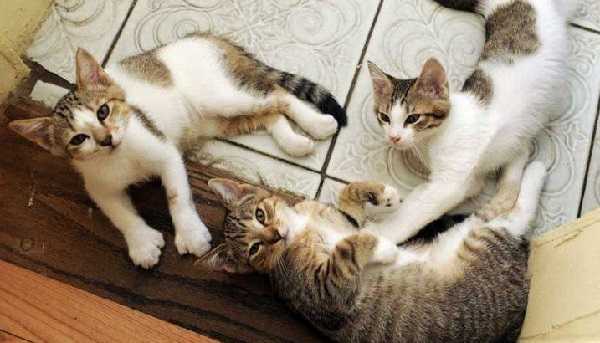 gattaiola come funziona