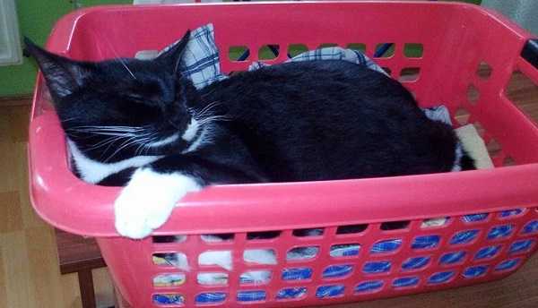 come lavare un gatto preparazione come lavare un gatto preparazione