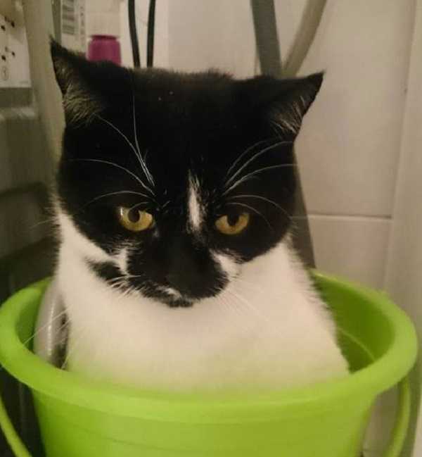 come lavare un gatto il bagno come lavare un gatto il bagno