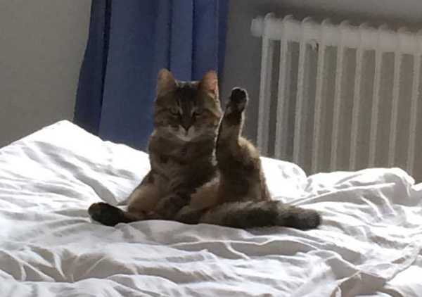 come lavare un gatto come lavare un gatto