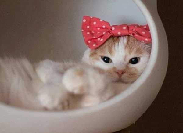 come lavare un gatto asciugatura come lavare un gatto asciugatura