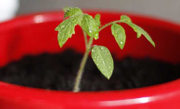 come raccogliere semi