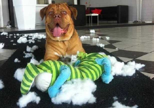 cucce per cani da esterno cucce per cani da esterno