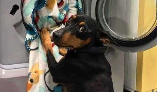 cucce per cani da esterno coibentate cucce per cani da esterno coibentate