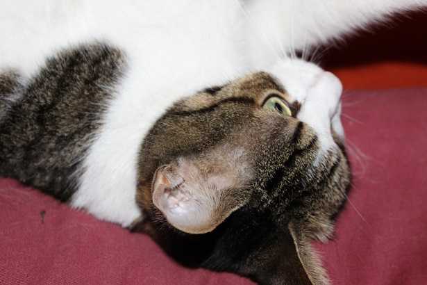 età dei gatti età dei gatti