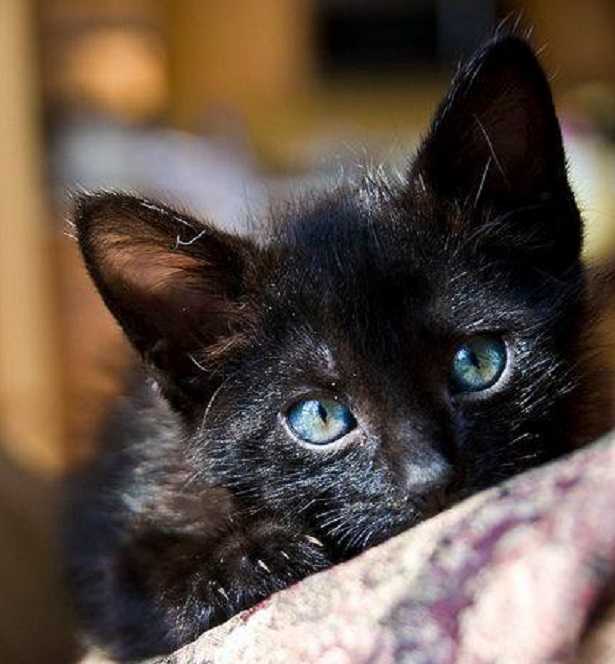 età dei gatti età dei gatti