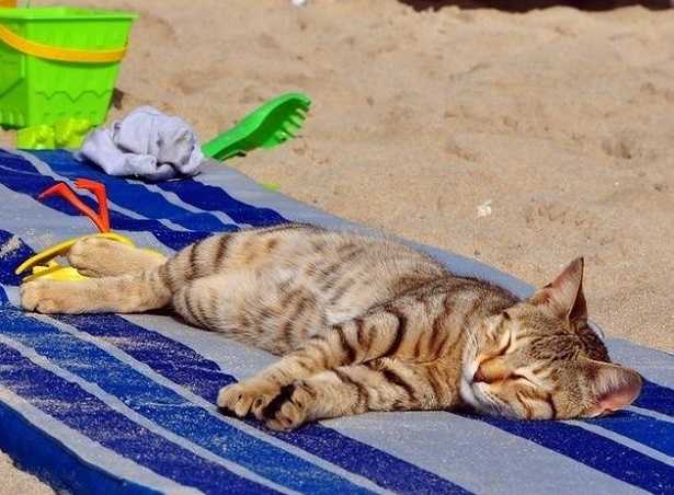 età dei gatti età dei gatti