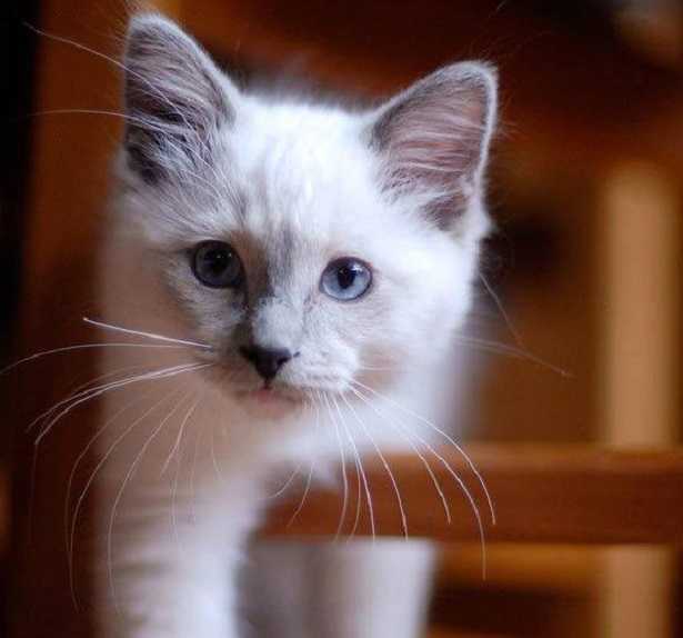 gattaiola che cosa è