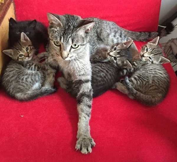 periodo di gestazione dei gatti: parto