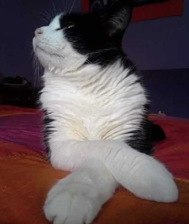 impronta del gatto come riconoscerla 