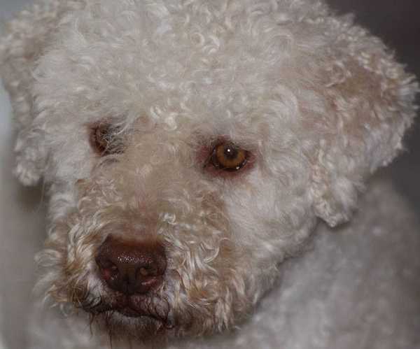 lagotto romagnolo