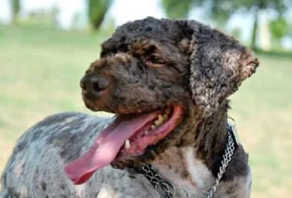 lagotto romagnolo nome