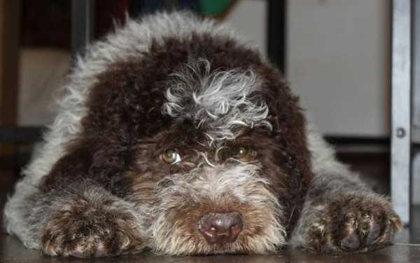 lagotto romagnolo cuccioli