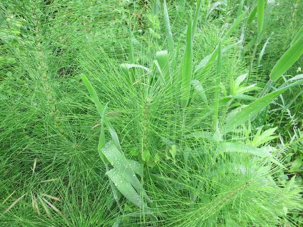 malattie fungine orto