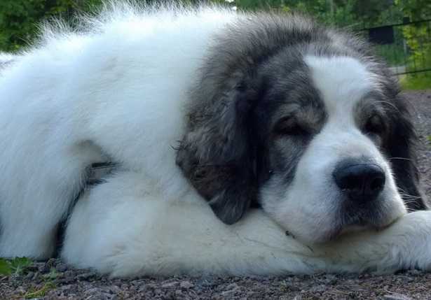 mastino dei pirenei che riposa