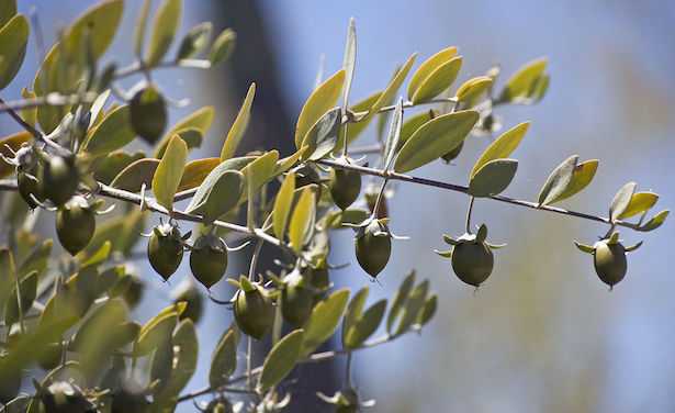 olio di jojoba solido
