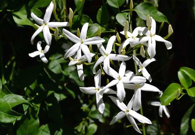 fiori di gelsomino fiori di gelsomino