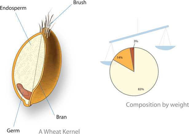 olio germe di grano alimentare