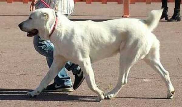 pastore asia centrale pastore asia centrale