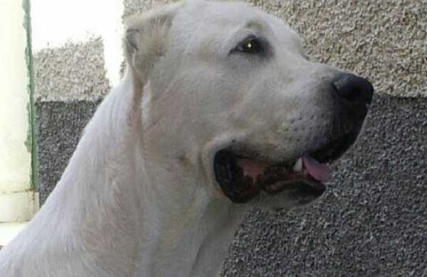 pastore asia centrale pastore asia centrale