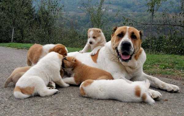 pastore asia centrale pastore asia centrale