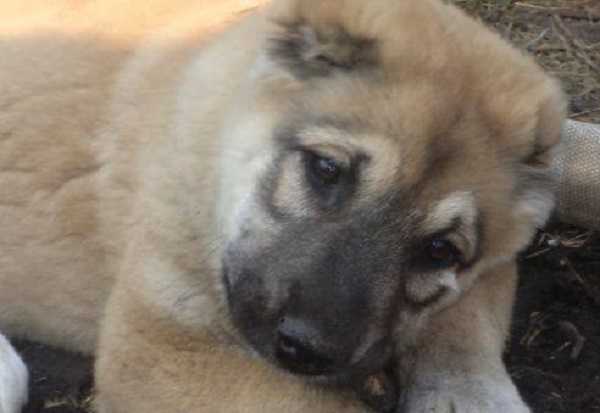 pastore asia centrale cucciolo pastore asia centrale cucciolo