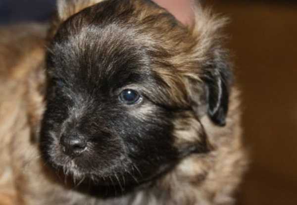 pastore pirenei pastore pirenei