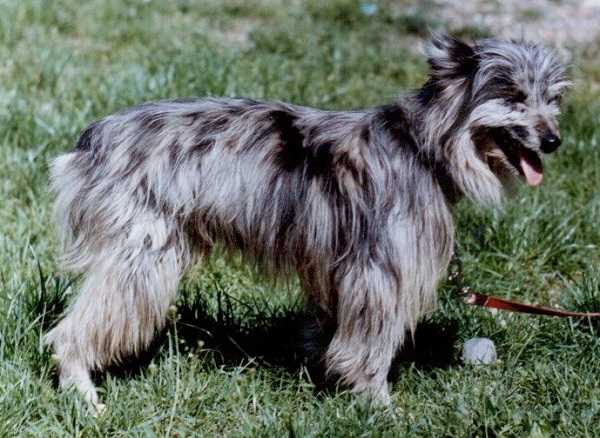 pastore pirenei cuccioli pastore pirenei cuccioli