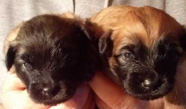 pastore pirenei origini pastore pirenei origini