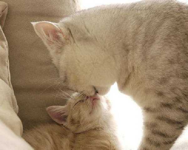 periodo di gestazione dei gatti