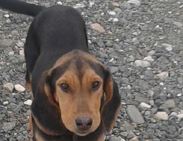 segugio italiano carattere segugio italiano carattere