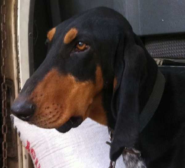 segugio italiano aspetto segugio italiano aspetto