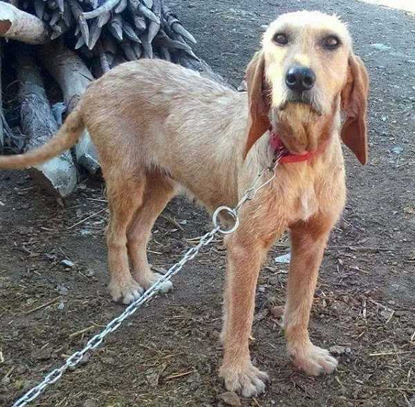 segugio italiano a pelo forte segugio italiano a pelo forte