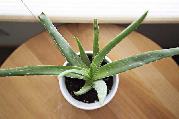 talea di aloe vera