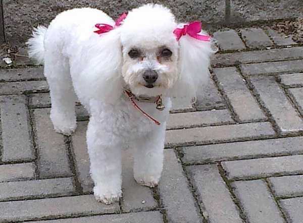 toelettatura barboncino