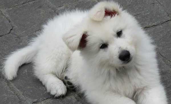 toelettatura cani bagno