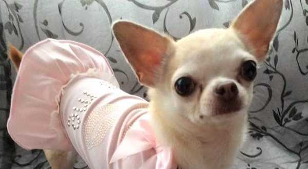 toelettatura cani preparazione